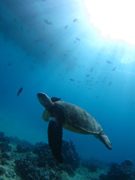 ウミガメいっぱい！ハワイの海で体験ダイビング♪_f0343001_17481703.jpg