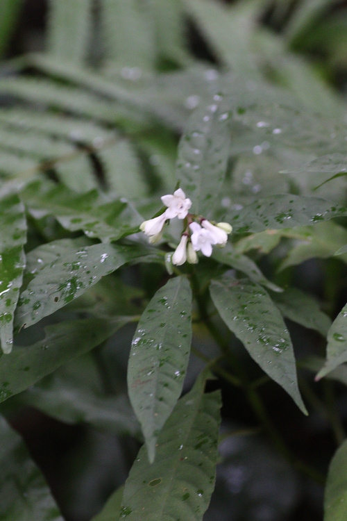 徳之島の花　２０１５．１．７_c0233805_16535310.jpg