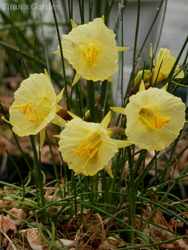 Narcissus romieuxii subsp. albidus var. zaianicus_b0099813_14141369.jpg