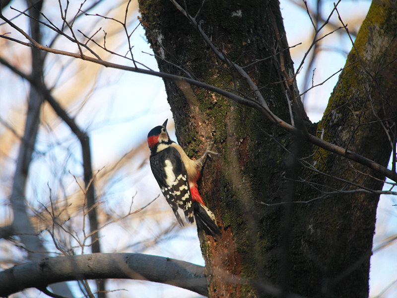 2/1 A公園にて　（ヤツガシラで憂鬱）_f0051915_22265955.jpg