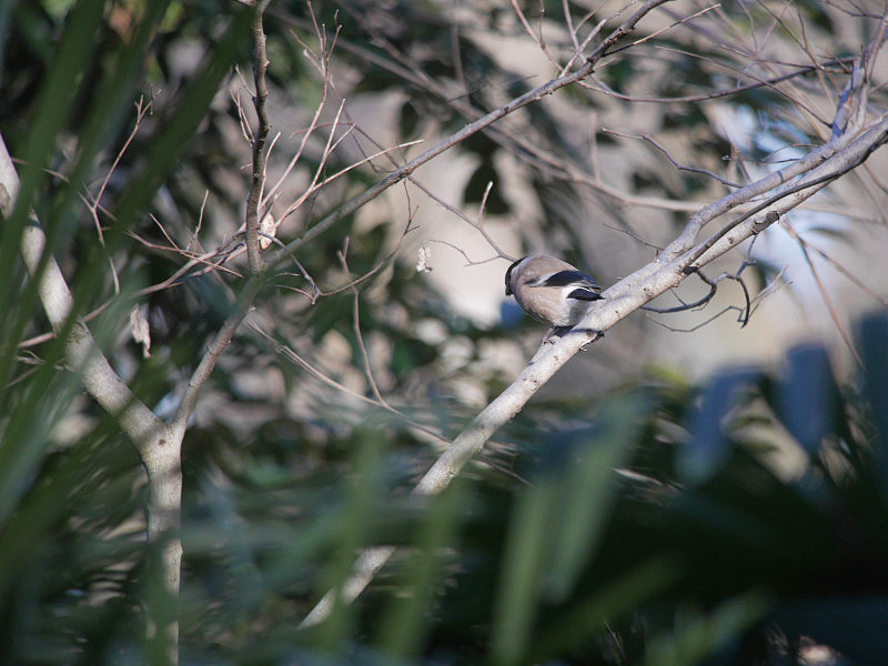 2/1 A公園にて　（ヤツガシラで憂鬱）_f0051915_22274146.jpg