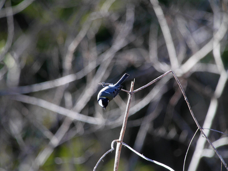 2/1 A公園にて　（ヤツガシラで憂鬱）_f0051915_22283037.jpg