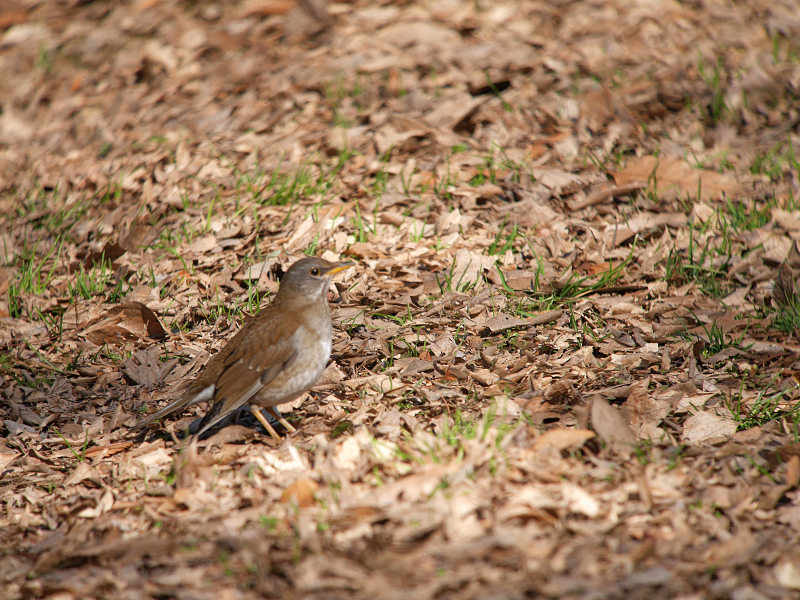 2/1 A公園にて　（ヤツガシラで憂鬱）_f0051915_2228441.jpg