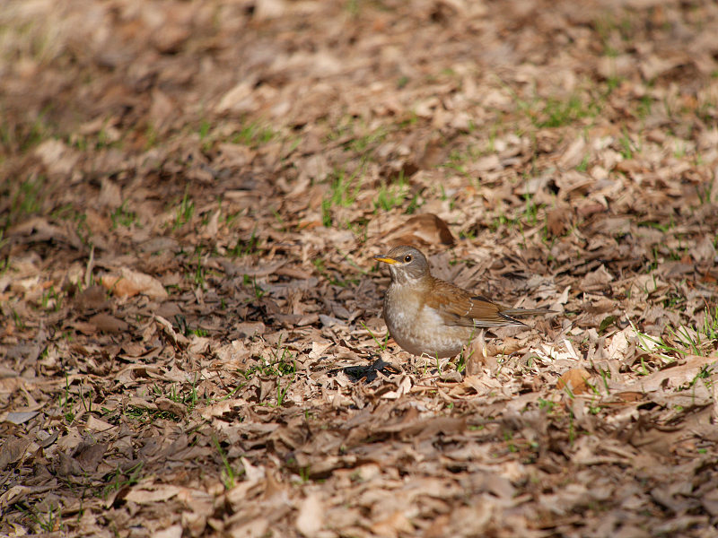 2/1 A公園にて　（ヤツガシラで憂鬱）_f0051915_222918.jpg