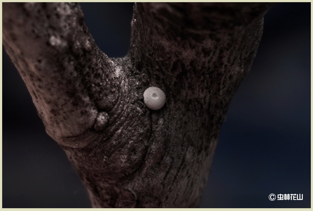 20150208 昔のマクロレンズ(Zuiko Auto-macro 38mm f2.8)で 20150208 昔のマクロレンズ(Zuiko Auto-macro 38mm f2.8)で