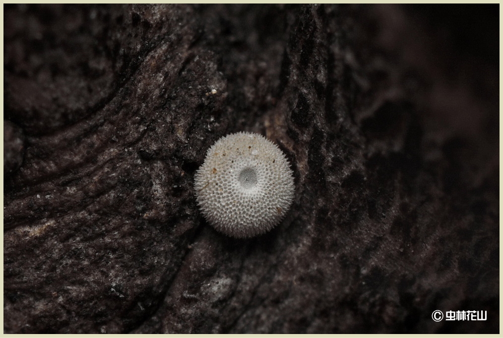 20150208 昔のマクロレンズ(Zuiko Auto-macro 38mm f2.8)で 20150208 昔のマクロレンズ(Zuiko Auto-macro 38mm f2.8)で
