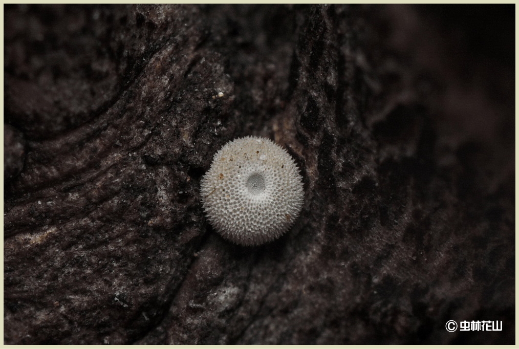 20150208  昔のマクロレンズ（Zuiko Auto-macro 38mm f2.8）で越冬卵を撮影してみた_d0090322_19563028.jpg