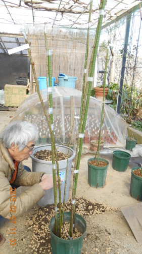 スタンダード仕立てのバラの芽接ぎ マザーローズ スタンダード仕立てのバラの芽接ぎ マザーローズ
