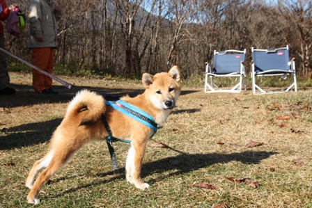 第4回キャンプ『マザーウルフCAMP~2014冬~in 静岡_e0191026_14465552.jpg