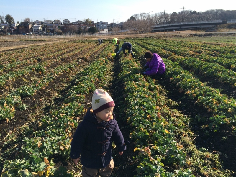 菜の花畑の草取り_c0013438_15222519.jpg