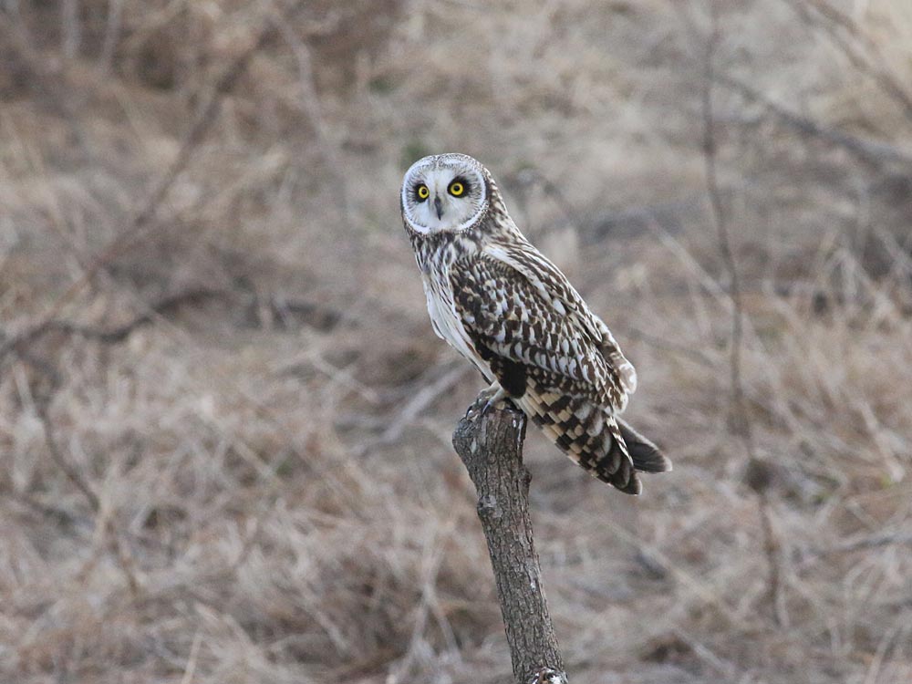 コミミズクとチフチャフ　（2/1）_c0306638_1824253.jpg