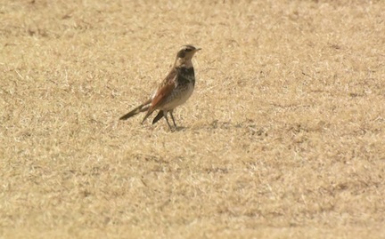 陸上競技場のツグミ Dusky thrush_f0206939_0524361.jpg