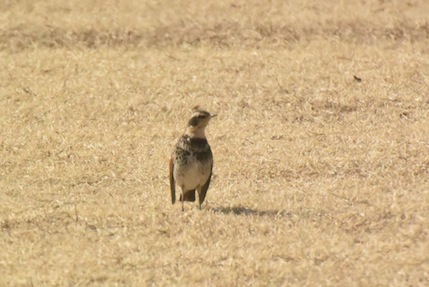 陸上競技場のツグミ Dusky thrush_f0206939_0525540.jpg