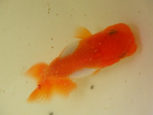 f0334143_10421212.jpg