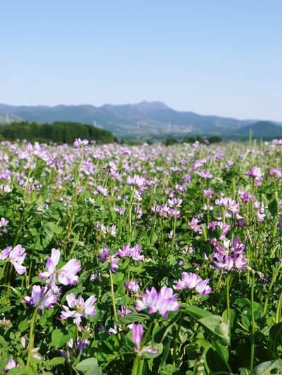 菊池水源棚田米 冬の様子とれんげの発芽_a0254656_18132195.jpg