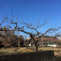 同窓会_b0093660_16243624.png