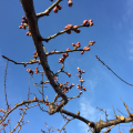 同窓会_b0093660_16245439.png