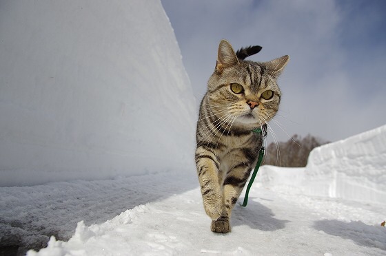 癒しの銀世界<山で猫と暮らす日々>Yahoo!ブログより_a0053063_943625.jpg