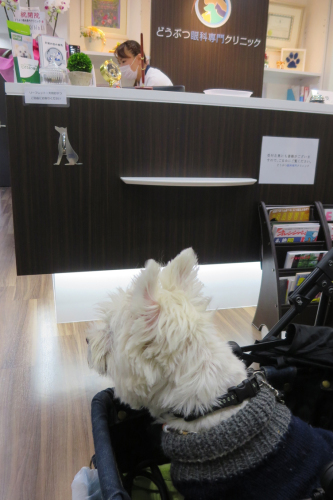 シニア犬の白内障。_b0107163_15354951.jpg