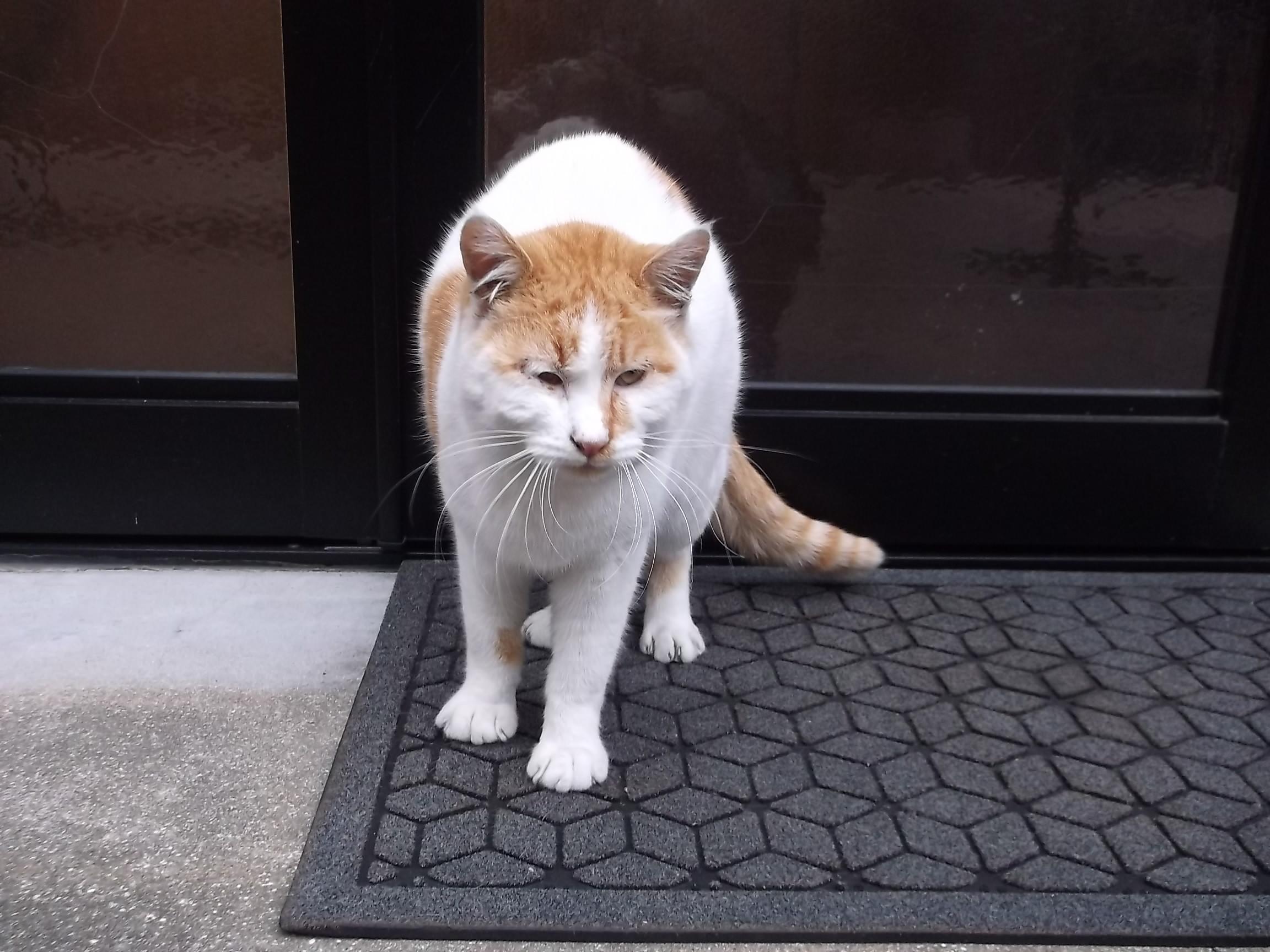 猫を題材とした作品１ ネコと文学と猫ブンガク
