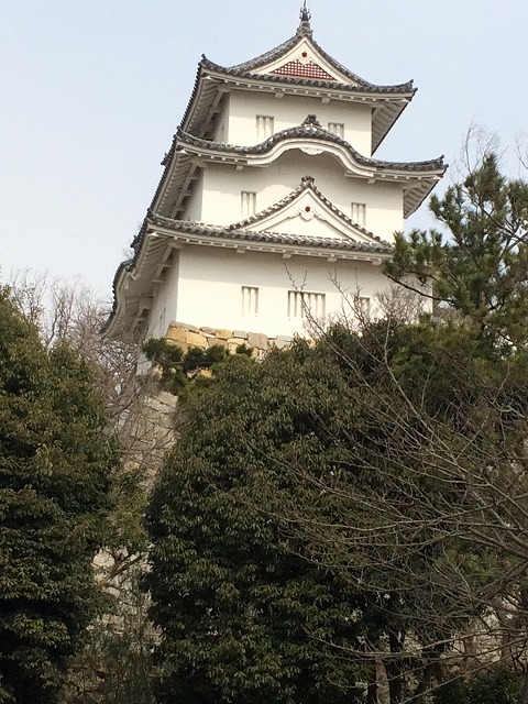 明石公園の蝋梅の花_d0125270_17554496.jpg