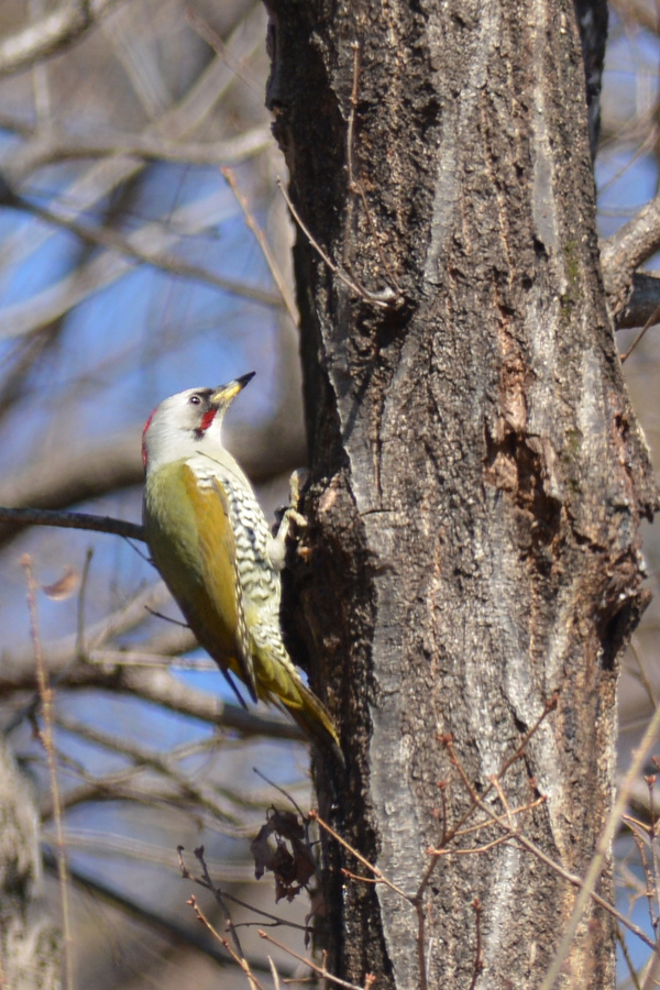 アオゲラ　アカゲラ_f0053272_9423283.jpg