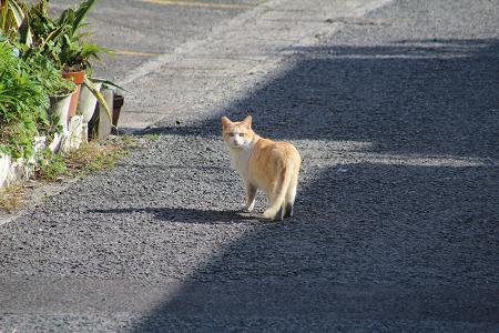 ハナヌサチャー　～奄美の旅　6_e0061785_21131877.jpg