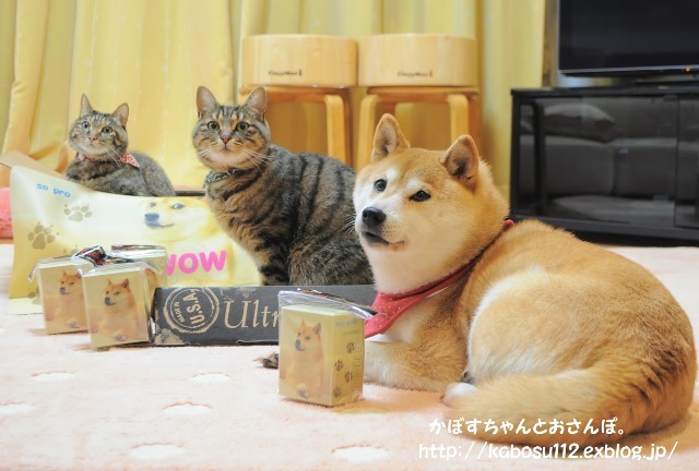 一枚の写真から(ちばわん)_a0126590_02175824.jpg