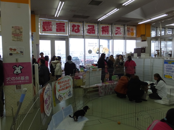 出来ることから始めよう! 里親募集 譲渡会に行ってきました! _c0226202_1055135.jpg