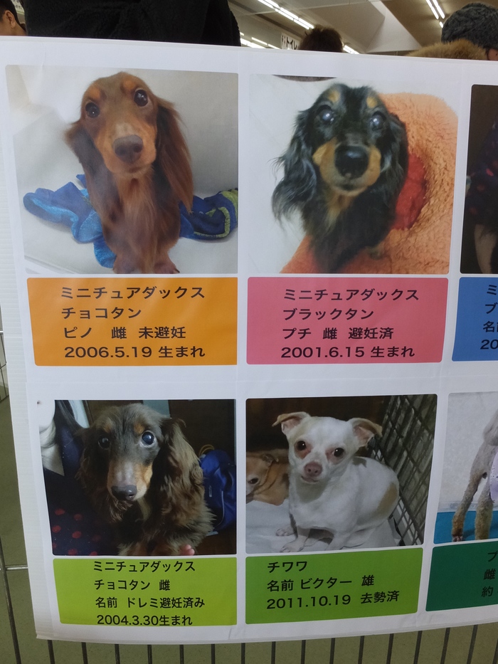 出来ることから始めよう! 里親募集 譲渡会に行ってきました! _c0226202_10583215.jpg