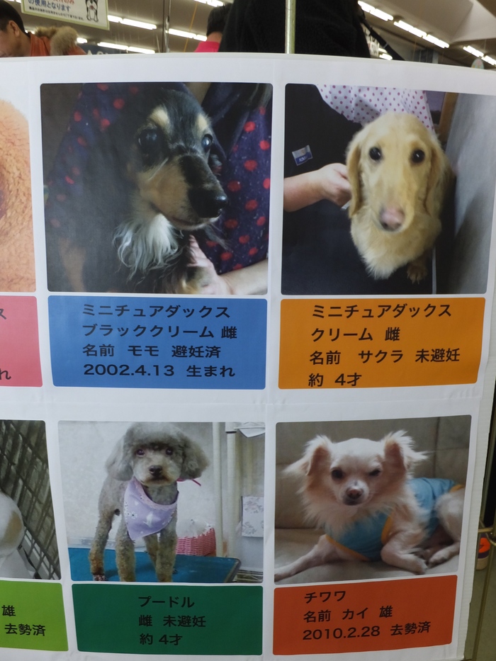 出来ることから始めよう! 里親募集 譲渡会に行ってきました! _c0226202_1059042.jpg