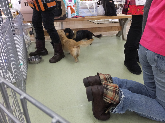 出来ることから始めよう! 里親募集 譲渡会に行ってきました! _c0226202_1133558.jpg