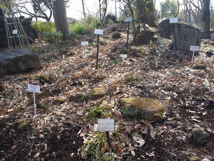 東京都薬用植物園 2_e0276411_1046290.jpg