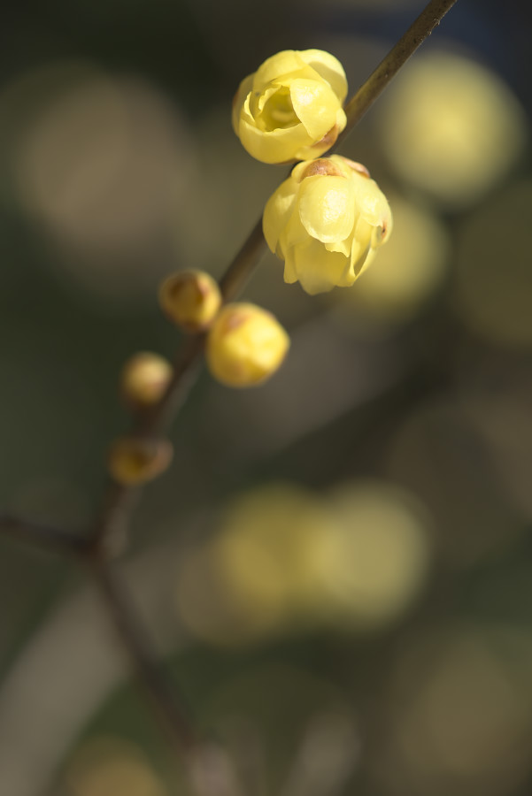 この時期花が少なくて_f0010717_20441537.jpg