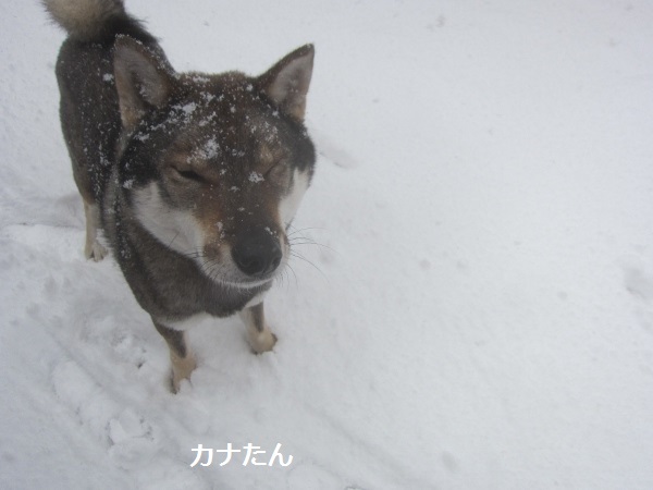 雪の日は全員でね♪_f0143123_20205146.jpg