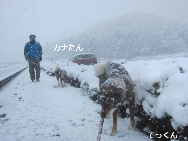 雪の日は全員でね♪_f0143123_207299.jpg