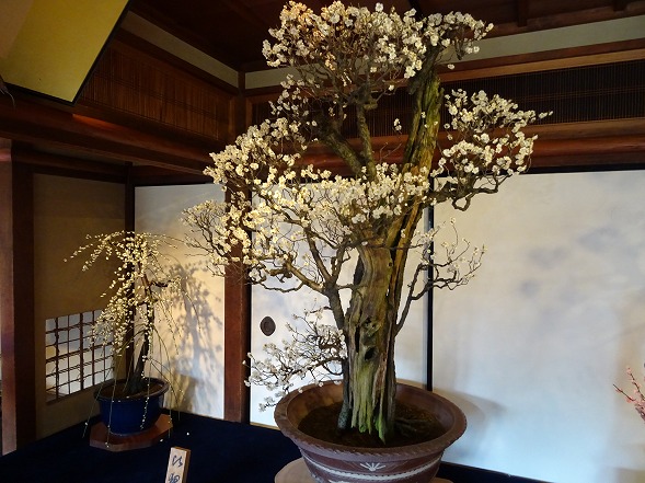 長浜盆梅展_b0299042_22283021.jpg