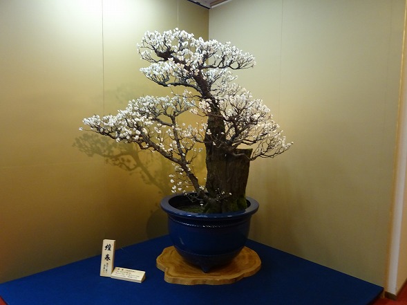 長浜盆梅展_b0299042_22294321.jpg