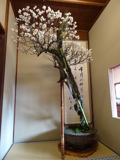 長浜盆梅展_b0299042_22344797.jpg