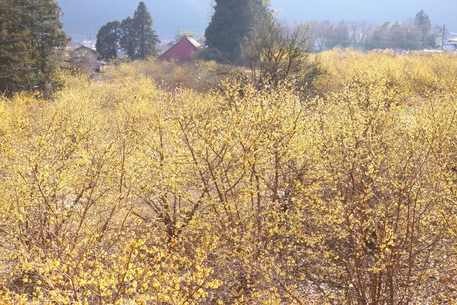 鹿沼 「蝋梅の里」で光と香りに包まれて_e0227942_00163700.jpg