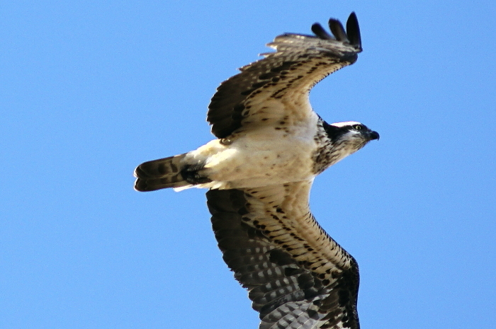 a0324247_19413419.jpg