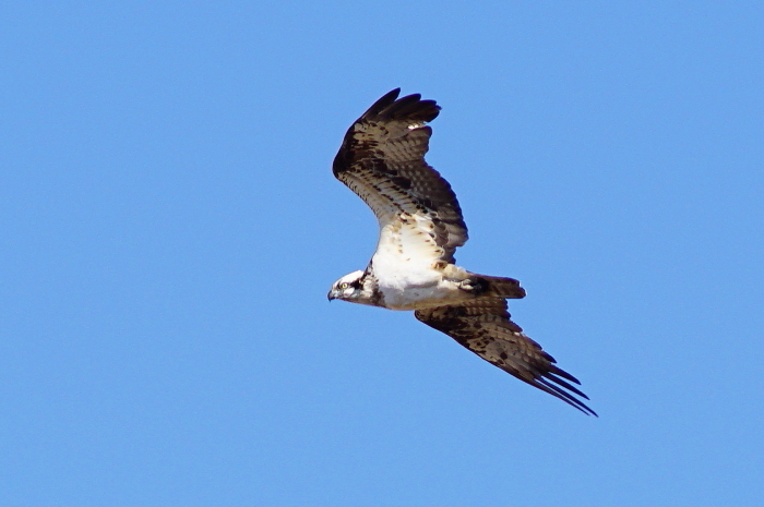 a0324247_19414823.jpg