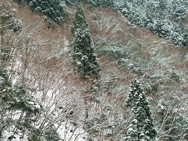 ♪雪の降る朝は、あなたと二人で、雪かき・・ああ雪、雪、雪、雪、雪かきの朝_d0005250_1745060.jpg