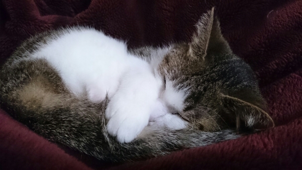 猫_b0328361_1852321.jpg