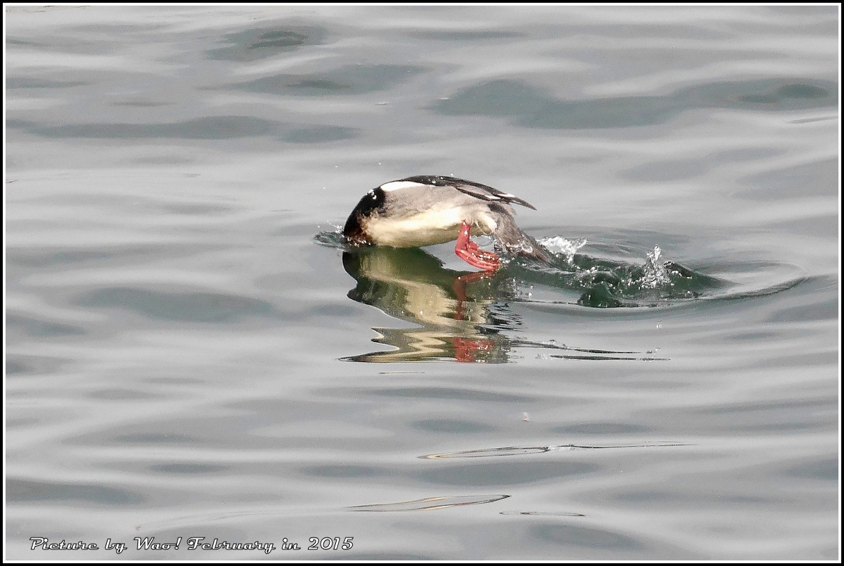 ウミアイサ 波静かな内湾で_c0198669_17182007.jpg