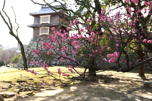 福岡城址の紅梅を見に行きました_b0214473_15155926.jpg