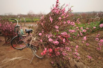 ハノイの師走を撮る　～花畑～_f0204175_951247.jpg