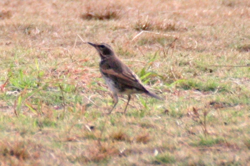 2014 11月に目撃した野鳥たち！_b0084378_16285137.jpg