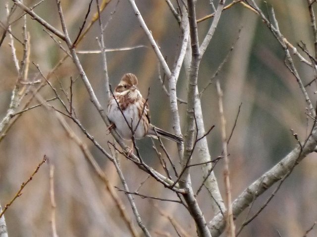 桜の里の湿地林を探鳥（1/2）　アオジ、ホオジロ、カシラダカ_d0088184_21255161.jpg