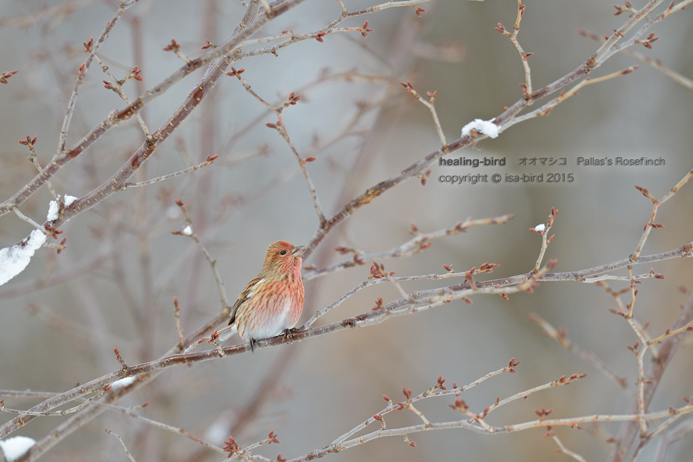 雪鳥5-4＿またまたオオマシコに会いました_d0164892_21172428.jpg